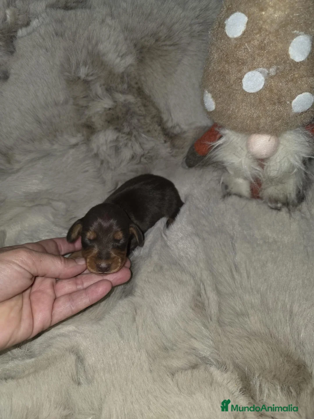 Teckel Miniatura perros en venta: Macho teckel kanichen  - Anuncio 2