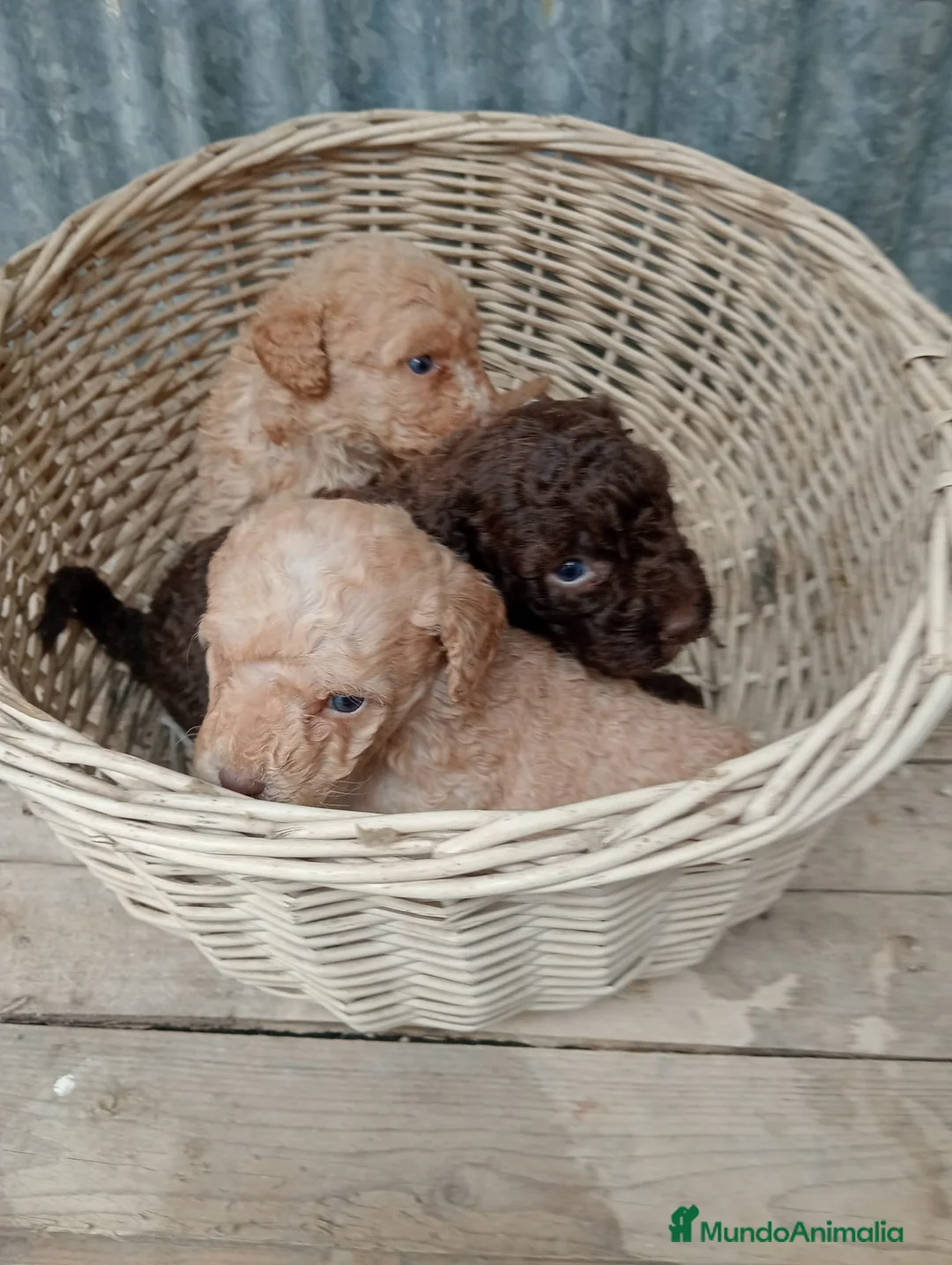 Perro de Agua Español perros en venta: Perros de agua - Anuncio 1