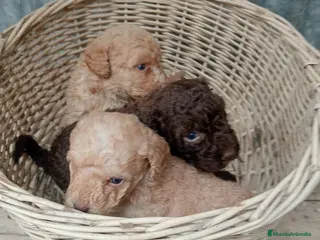 Perro de Agua Español perros Perros de agua - Anuncio 1