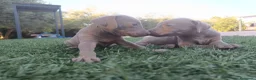 Weimaraner perros en venta: Hembrita Weimaraner  - Anuncio 4