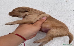 Caniche Enano perros en venta: Caniche enano pequeño  - Imagen 13