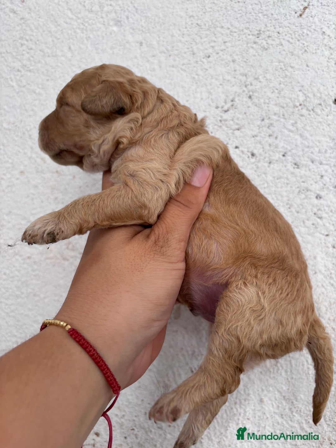 Caniche Enano perros en venta: Caniche enano pequeño  - Imagen 13