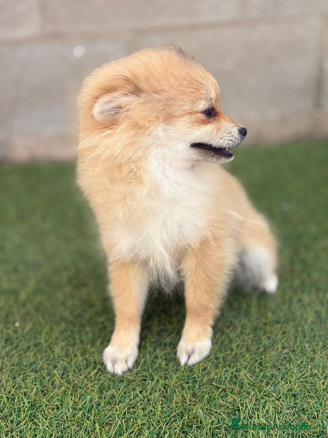 Pomerania perros en venta: Pomerania hembra - Imagen 5