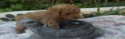 Caniche Toy perros en venta: Caniche toy - Anuncio 5