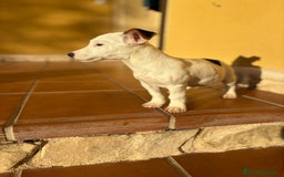 Jack Russell Terrier perros en venta: Cachorros de Jack russell  - Anuncio 26
