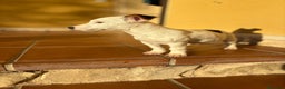 Jack Russell Terrier perros en venta: Cachorros de Jack russell  - Anuncio 26