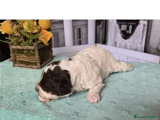 Perro de Agua Español perros Perro de agua - Anuncio 1