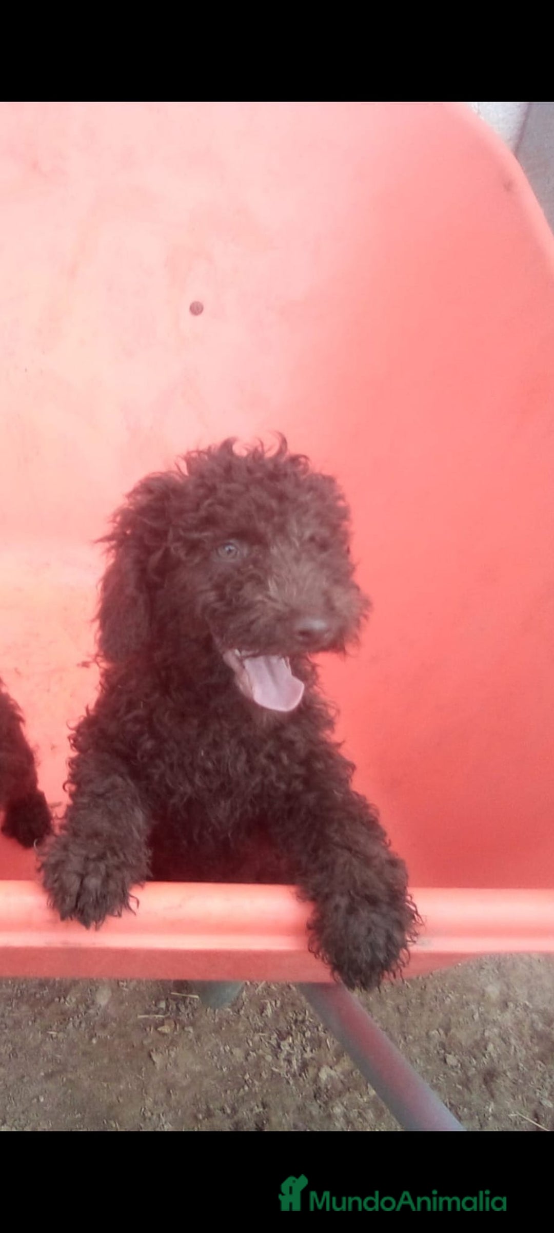Perro de Agua Español perros en venta: Camada PDAE - Imagen 1