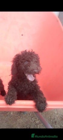 Perro de Agua Español perros - Anuncio 1