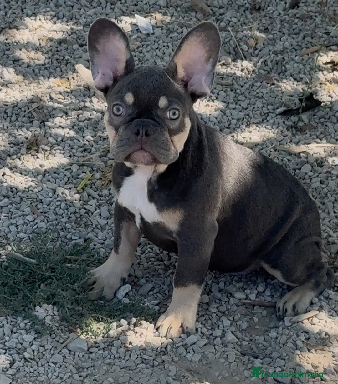 Bulldog Francés perros en venta: Bulldog francés Blue and tan  - Anuncio 5