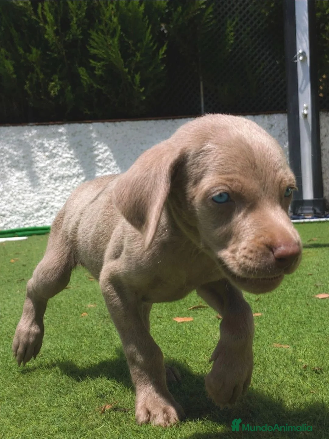 Weimaraner perros en venta: Braco de weimar de maxima calidad - Anuncio 2