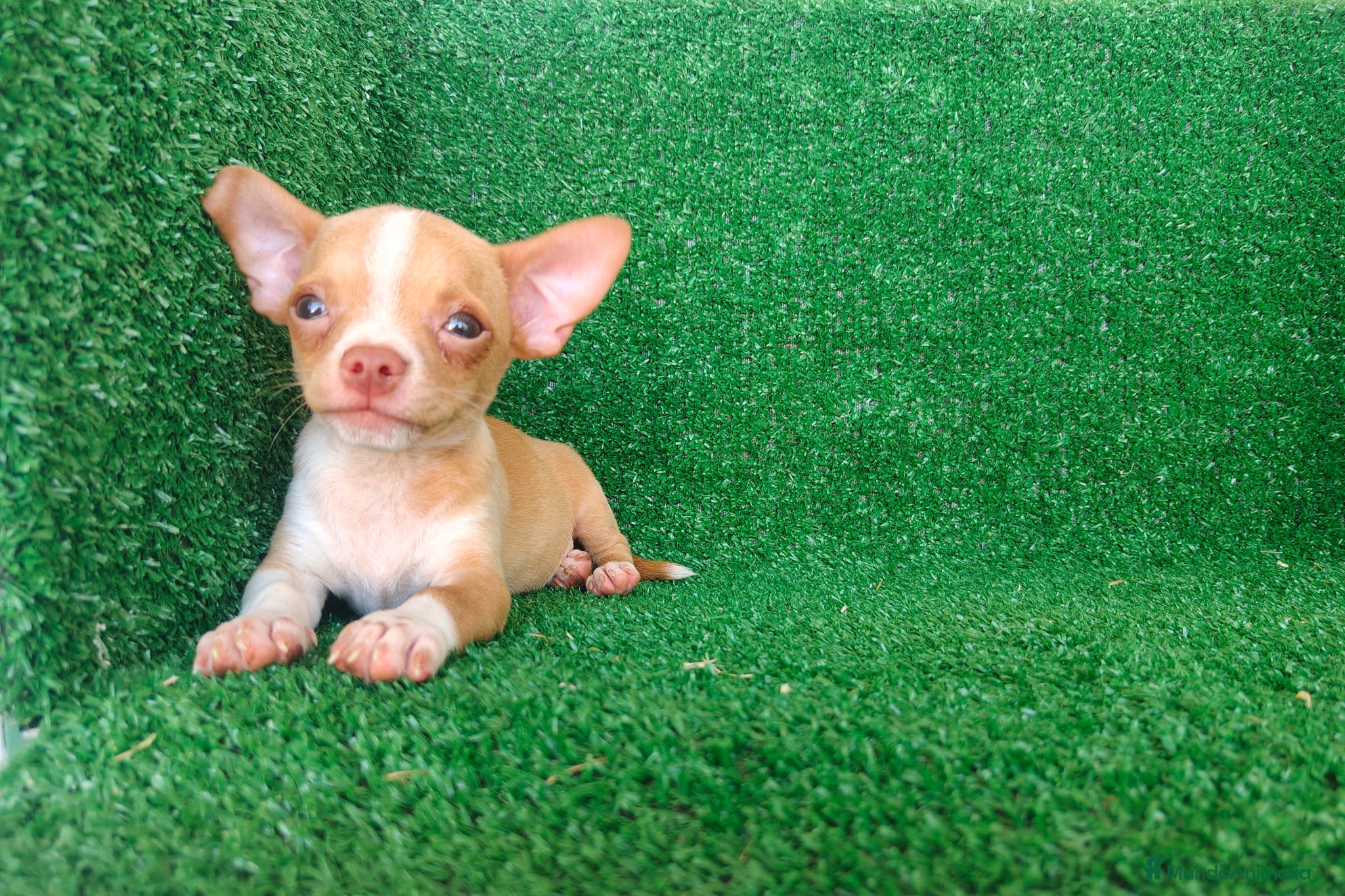 Chihuahua perros en venta: Chihuahua  - Anuncio 12