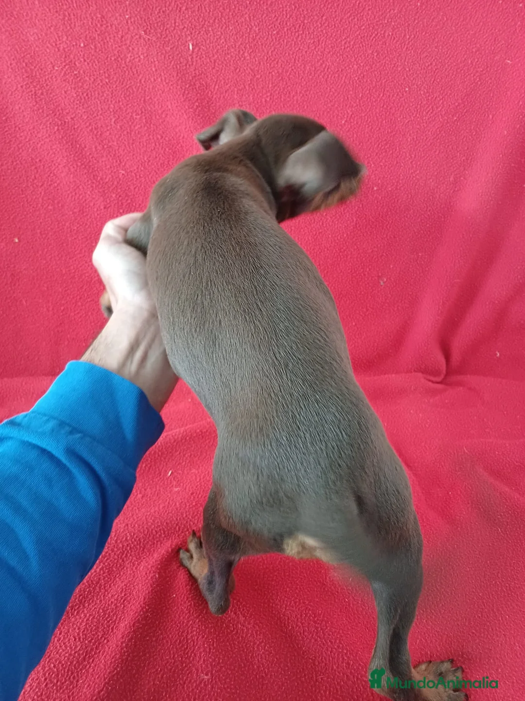 Pinscher Miniatura perros en venta: MiniPincher Chocolate  - Anuncio 2