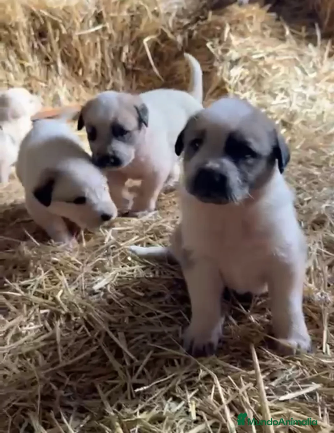 Mastín Español perros en venta: Preciosos mastines disponibles  en Murcia - Anuncio 6