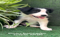 Border Collie perros en venta: Border Collie hembra - Imagen 13