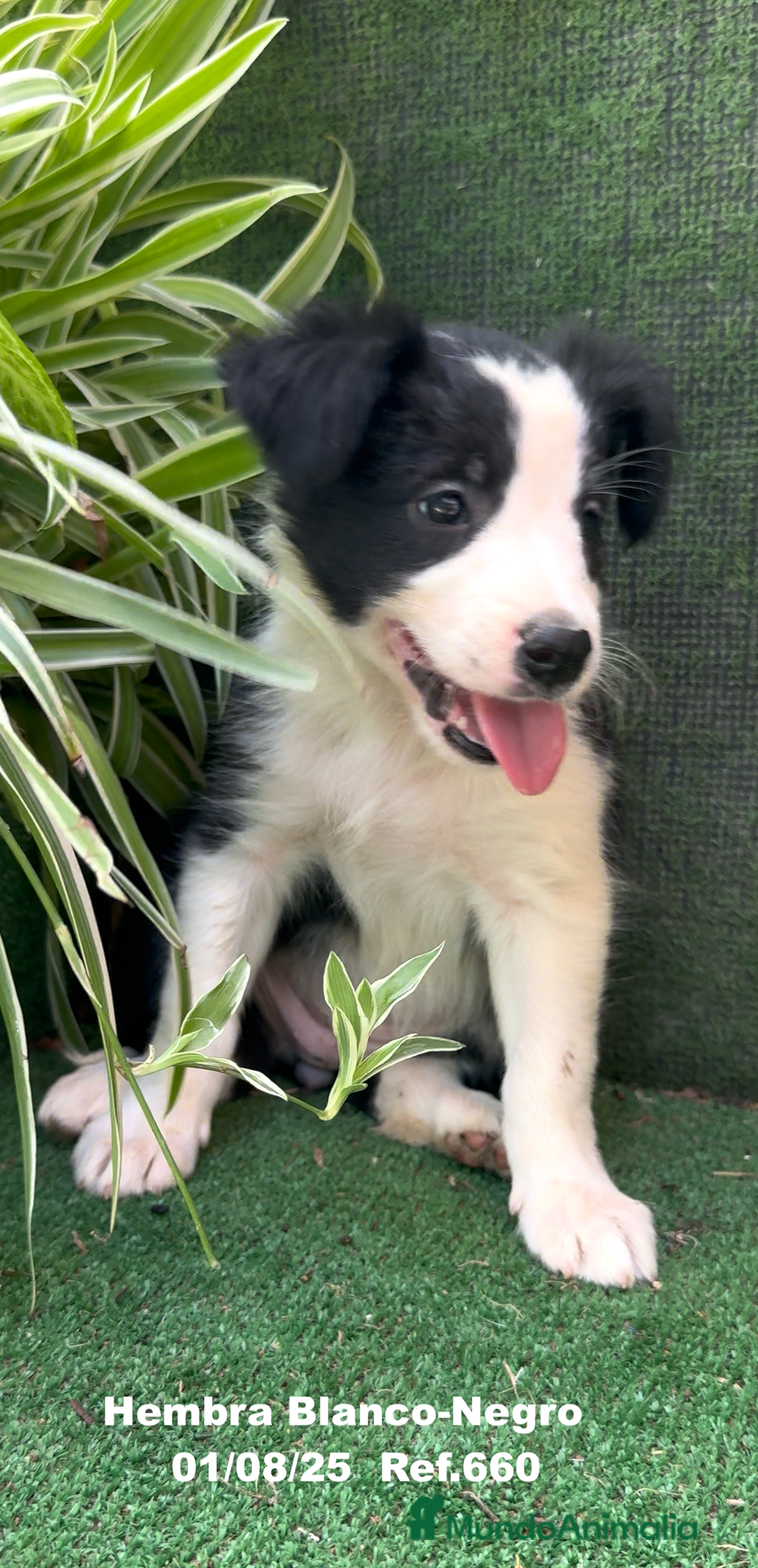 Border Collie perros en venta: Border Collie hembra - Imagen 13