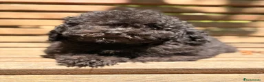 Caniche Enano 2