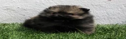 Pomerania perros en venta: Pomerania  - Anuncio 5