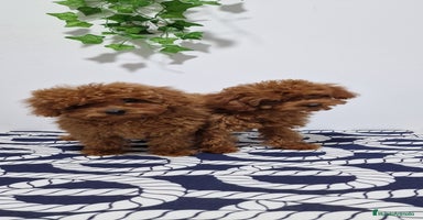 Caniche Toy perros - Propaganda 8