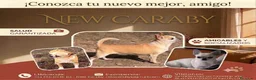 Chihuahua perros en venta: Cachorros de Chihuahuas en Caraby - Anuncio 5