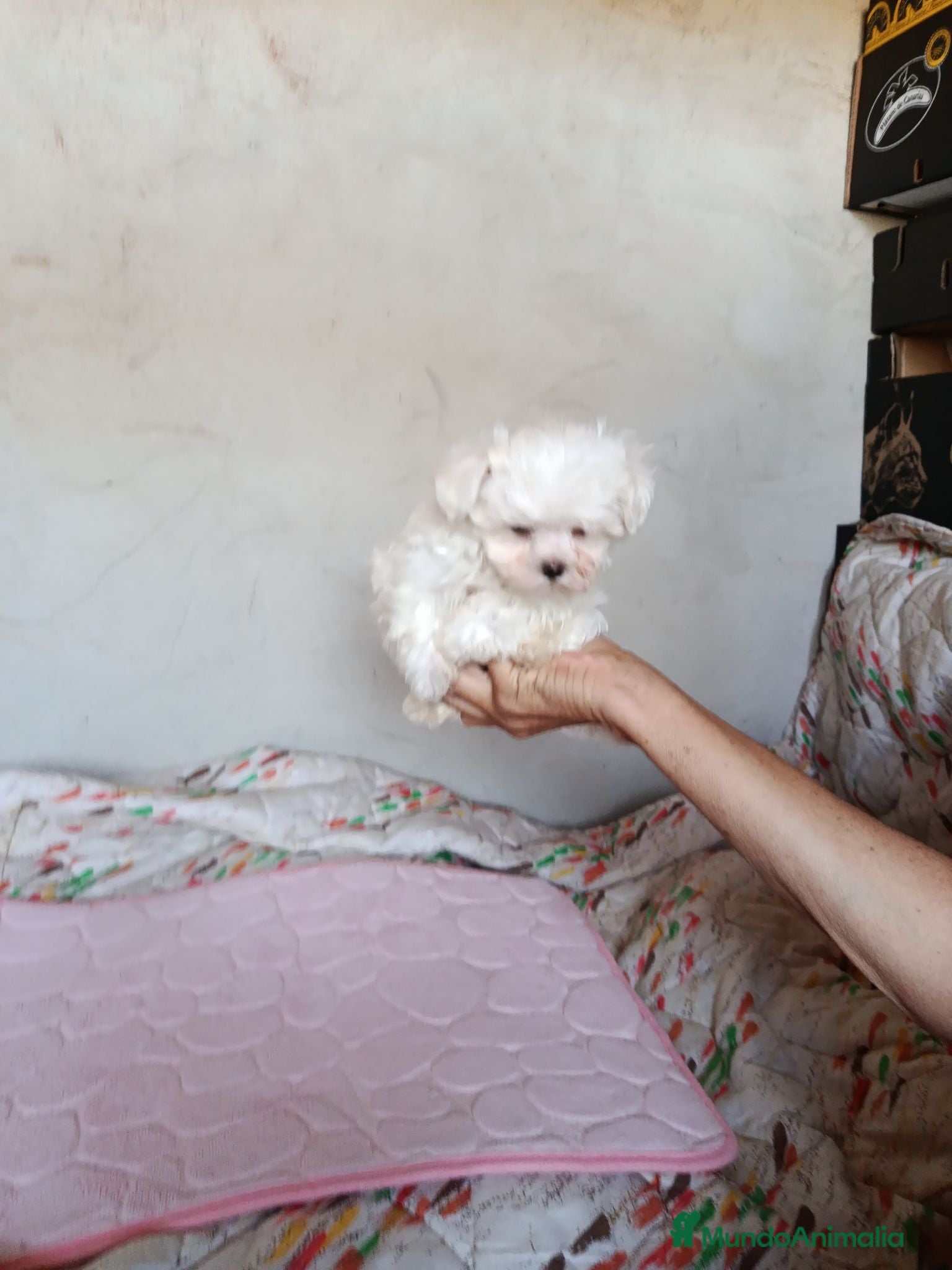 Bichón Maltés perros BICHÓN MALTÉS  - Anuncio 33