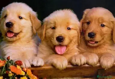 Golden Retriever perros CACHORRO GOLDEN RETRIEVER  - Anuncio 2