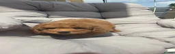 Caniche Toy perros en venta: Caniches Toy rojos disponibles  - Anuncio 3