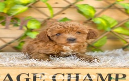 Caniche Toy perros en venta: Camada de Iria - Imagen 2
