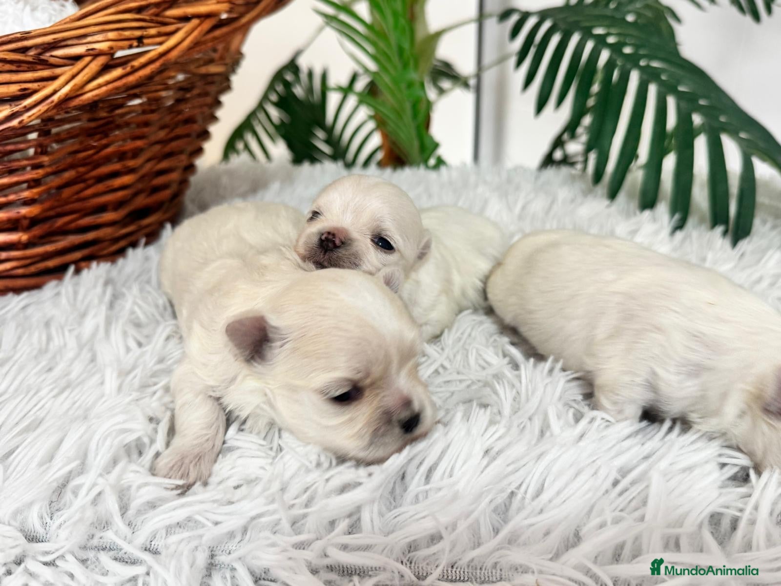 Bichón Maltés perros BICHÓN MALTÉS 100% COREANO - Anuncio 2