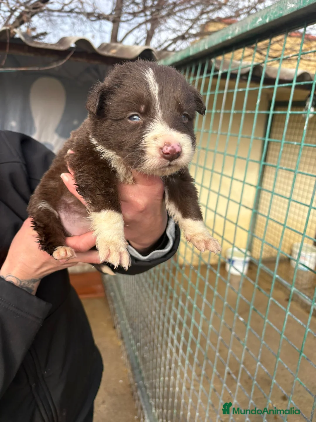 Border Collie perros en venta: Preciosa camada Border Collie reserva ya el tuyo - Anuncio 24