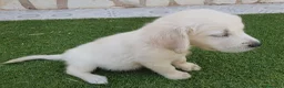 Golden Retriever perros en venta: Golden Retriever Belleza - Anuncio 4
