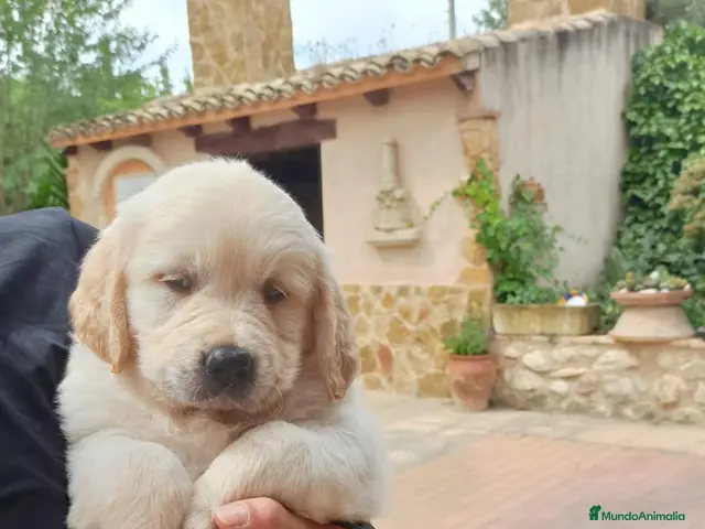 Golden Retriever perros en venta: Cachorro golden retriever - Anuncio 2