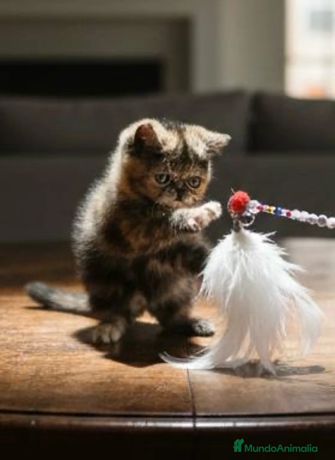 Exótico de Pelo Corto gatos en venta: Persa pelo corto EXOTICA - Anuncio 1