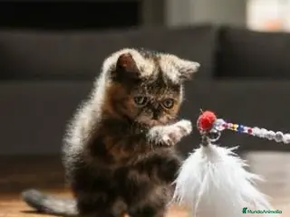 Exótico de Pelo Corto gatos Persa pelo corto EXOTICA - Anuncio 1