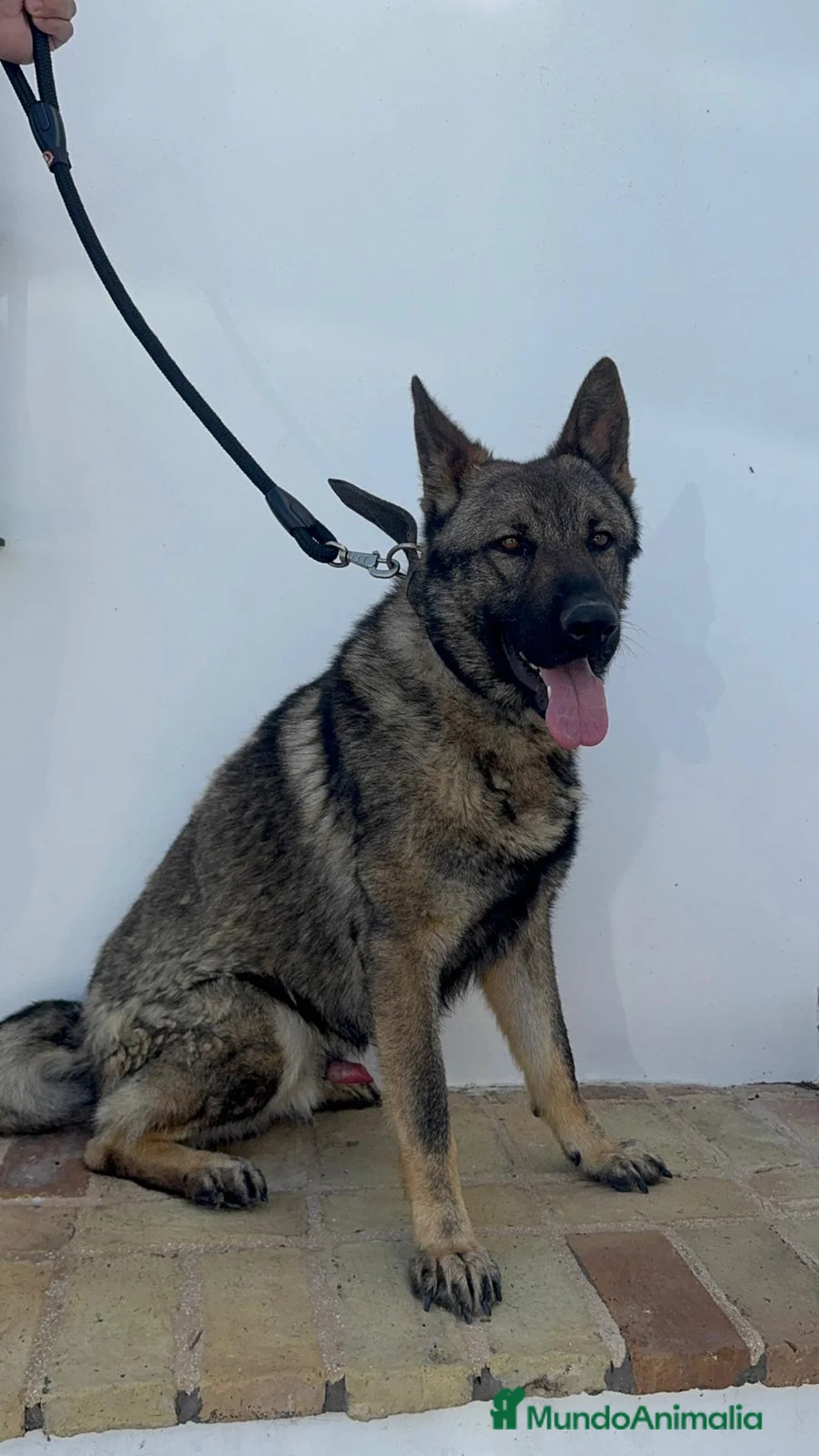 Pastor Alemán perros en venta: PASTOR ALEMAN ADIESTRADO EN DEFENSA - Anuncio 2