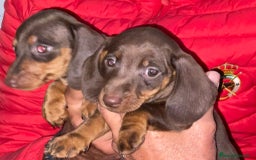 Teckel Miniatura perros en venta: Preciosos Teckel miniatura  - Imagen 2