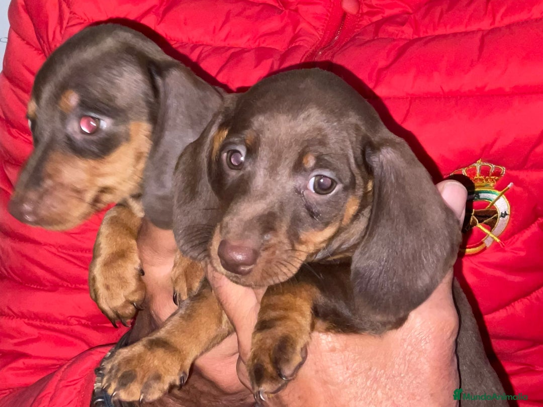 Teckel Miniatura perros en venta: Preciosos Teckel miniatura  - Imagen 2