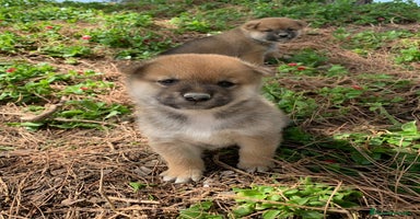 Shiba Inu perros - Anuncio 6