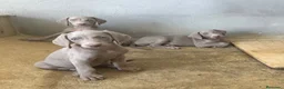 Weimaraner perros en venta: CACHORROS DE BRACO DE WEIMAR - Anuncio 4