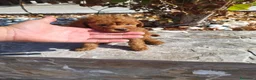Raza Mixta perros en venta: Caniche - Anuncio 8