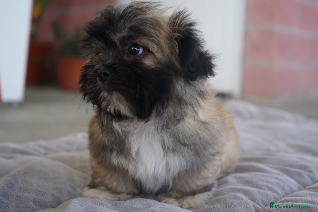 Maltipoo perros en venta: ❄️ Snow y 🎭 Carnival – Maltipoo especiales 🐶 - Imagen 3