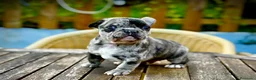Bulldog Francés perros en venta: Bulldog francés macho Merle increíble morfologia  - Anuncio 1