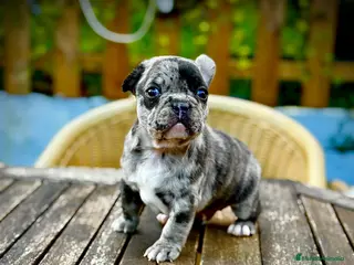 Bulldog Francés perros Bulldog francés macho Merle increíble morfologia - Anuncio 1