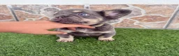 Bulldog Francés perros en venta: Bulldog francés Lilac fluffy - Anuncio 2
