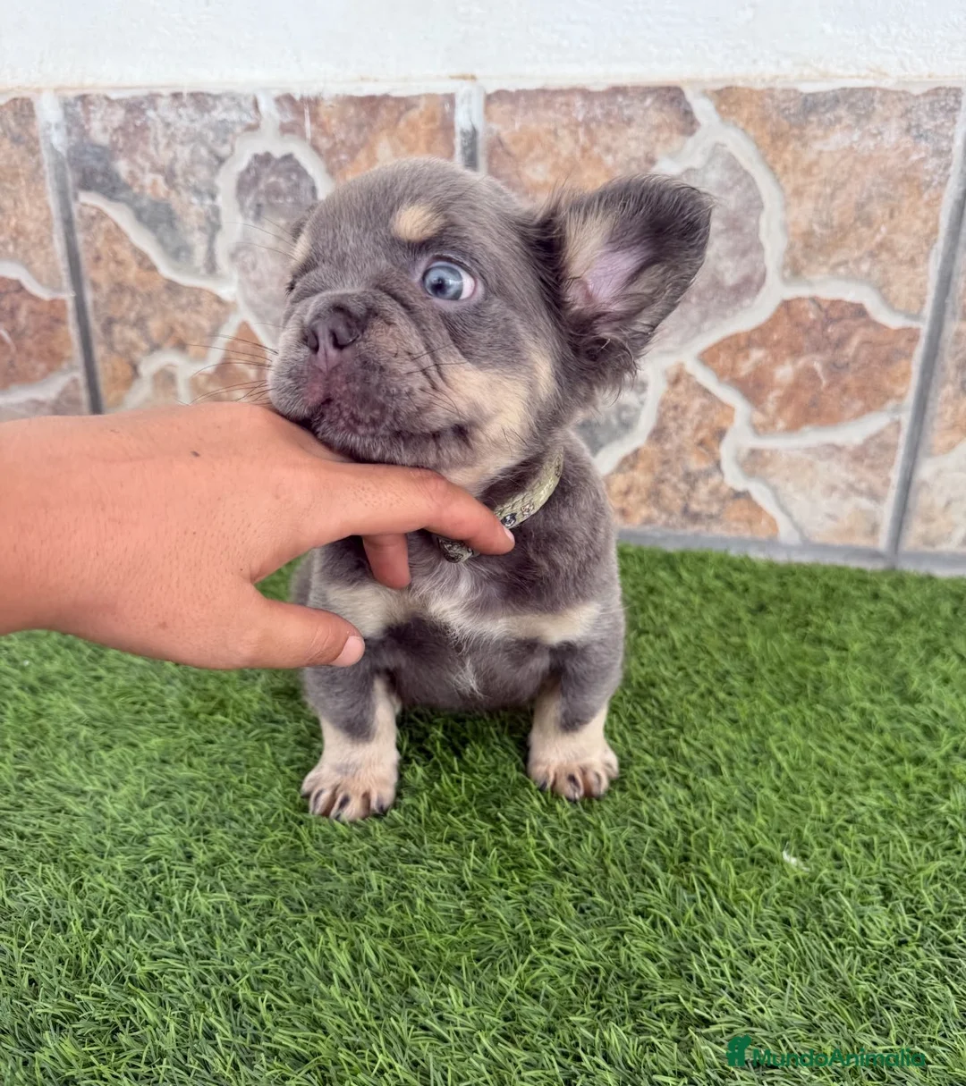 Bulldog Francés perros en venta: Bulldog francés Lilac fluffy - Anuncio 2