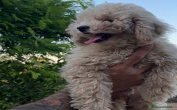 Caniche Toy perros en venta: Caniche Apricot  - Imagen 3