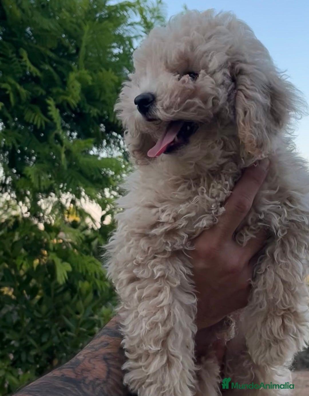 Caniche Toy perros en venta: Caniche Apricot  - Imagen 3
