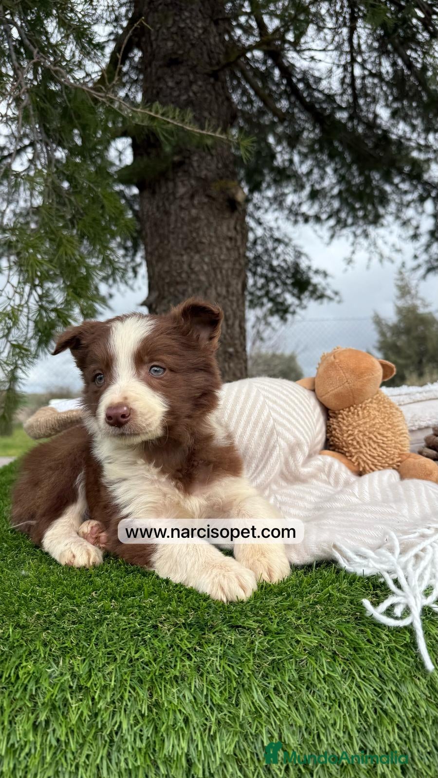 Border Collie perros BORDER COLLIE CHOCOLATE EXCELENTE LINEA en Asturias - Anuncio 27
