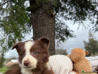 Border Collie perros BORDER COLLIE CHOCOLATE EXCELENTE LINEA en Asturias - Anuncio 4