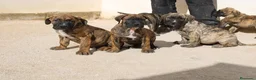 Presa Canario perros en venta: Presa canario  - Anuncio 6